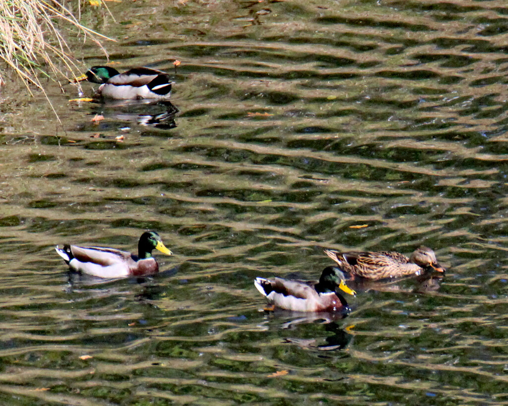 Oct 22 Mallards 4 IMG_4939AA by georgegailmcdowellcom