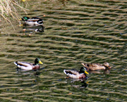 22nd Oct 2023 - Oct 22 Mallards 4 IMG_4939AA