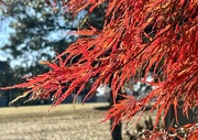 11th Nov 2023 - Japanese Maple