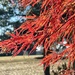 Japanese Maple by calm