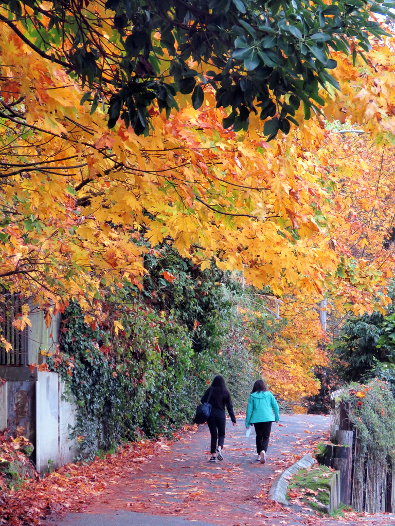 Fall Walk by seattlite