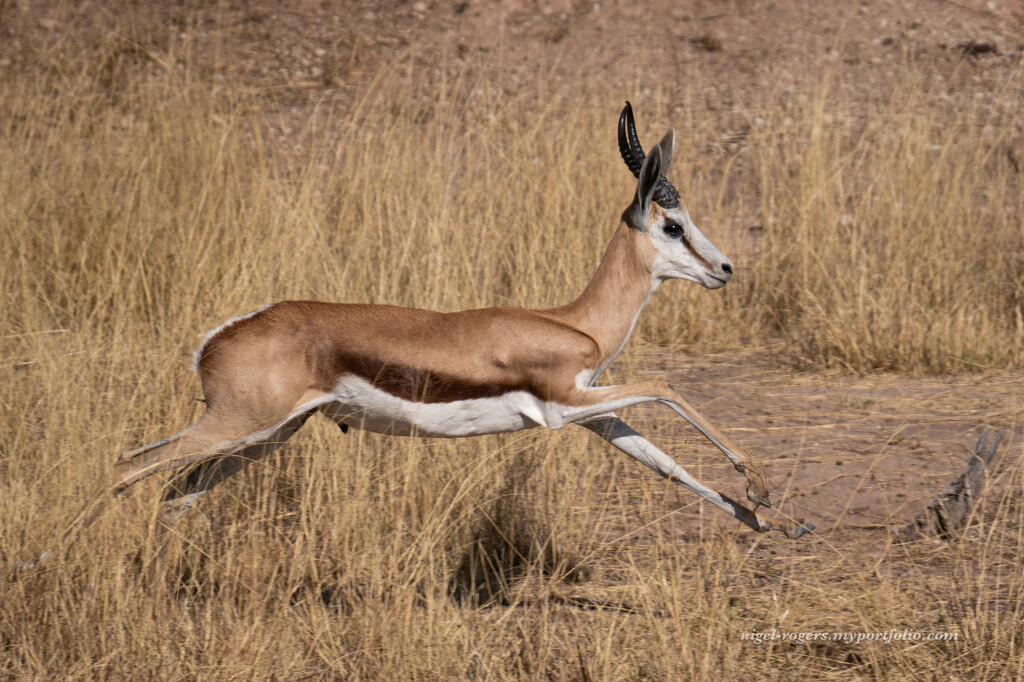 A Springbok springing by nigelrogers