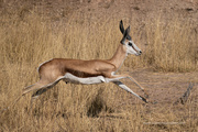 23rd Jul 2023 - A Springbok springing