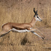A Springbok springing by nigelrogers