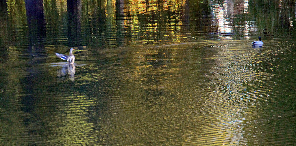 Oct 24 Mallards Showing Off IMG_4947A by georgegailmcdowellcom