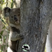 sneaking up by koalagardens