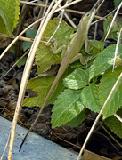 26th Oct 2023 - Oct 26 Chameleon Tilting Its Head IMG_9349