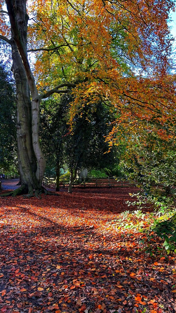 Autumnal Path by carole_sandford