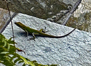 27th Oct 2023 - Oct 27Chameleon On Front Porch IMG_9360