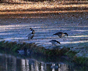 3rd Nov 2023 - Nov 3 Canadians and Mallards In Early Sun IMG_4958