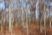 13th Nov 2023 - Woodland Trees
