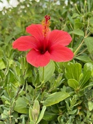 13th Nov 2023 - Hibiscus 