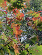 13th Nov 2023 - Colours of Autumn 