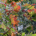 Colours of Autumn  by bigmxx