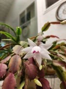 1st Nov 2023 - The Christmas Cactus is Blooming