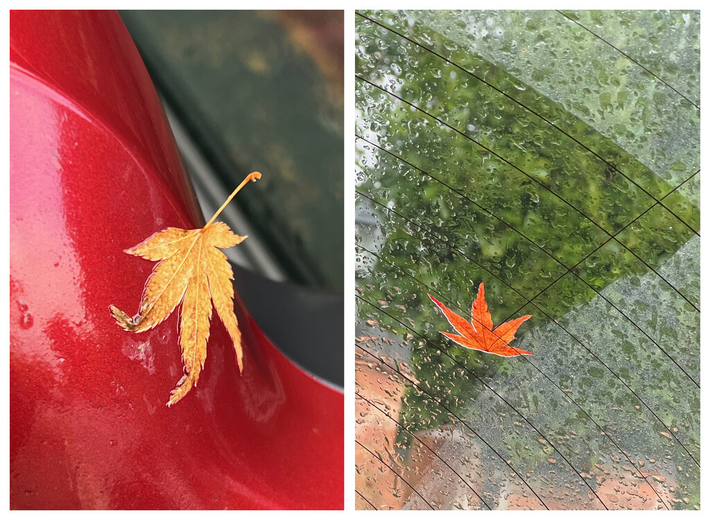 13 - Fallen Leaves Diptych by marshwader