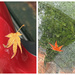13 - Fallen Leaves Diptych by marshwader