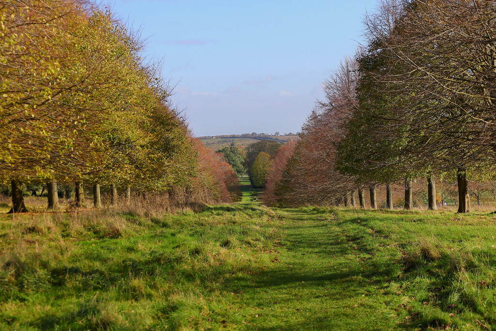 Looking down the avenue of trees.......940_ by neil_ge