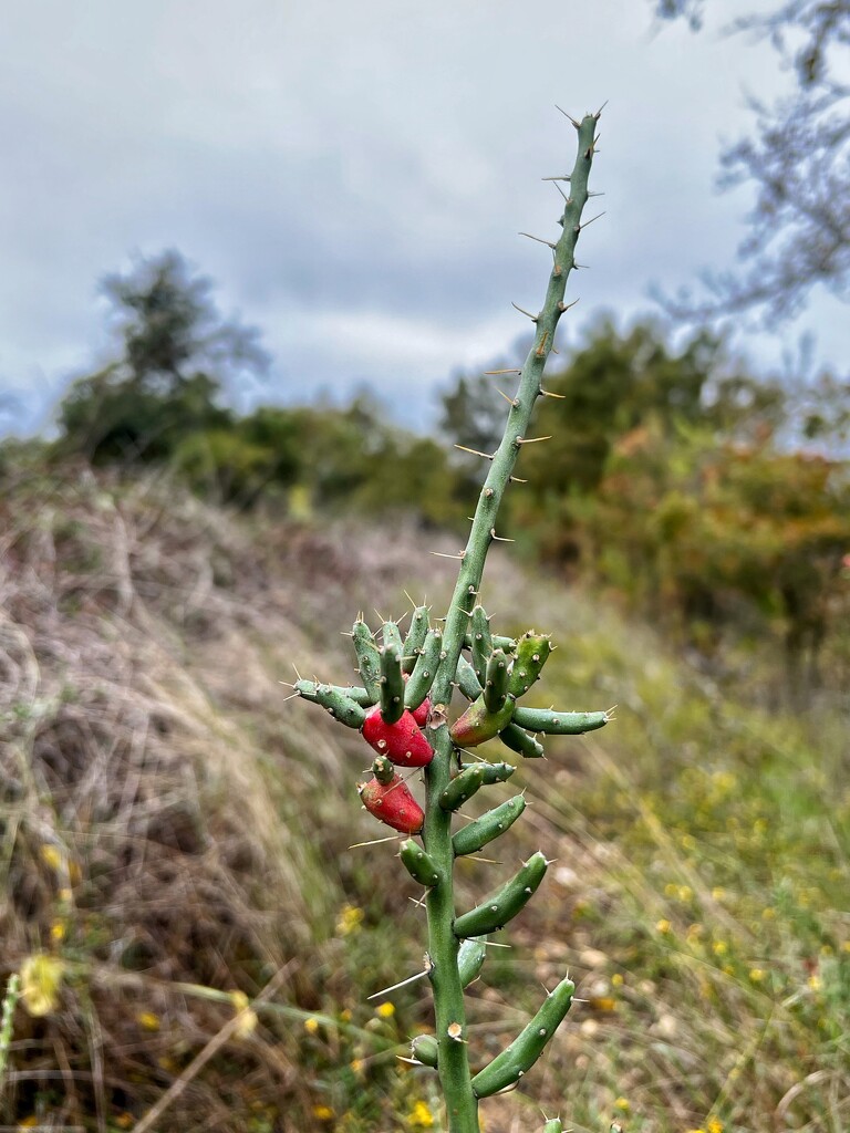 Christmas Cholla Cactus by dkellogg