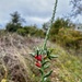 Christmas Cholla Cactus by dkellogg