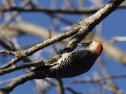 13th Nov 2023 - red-bellied woodpecker