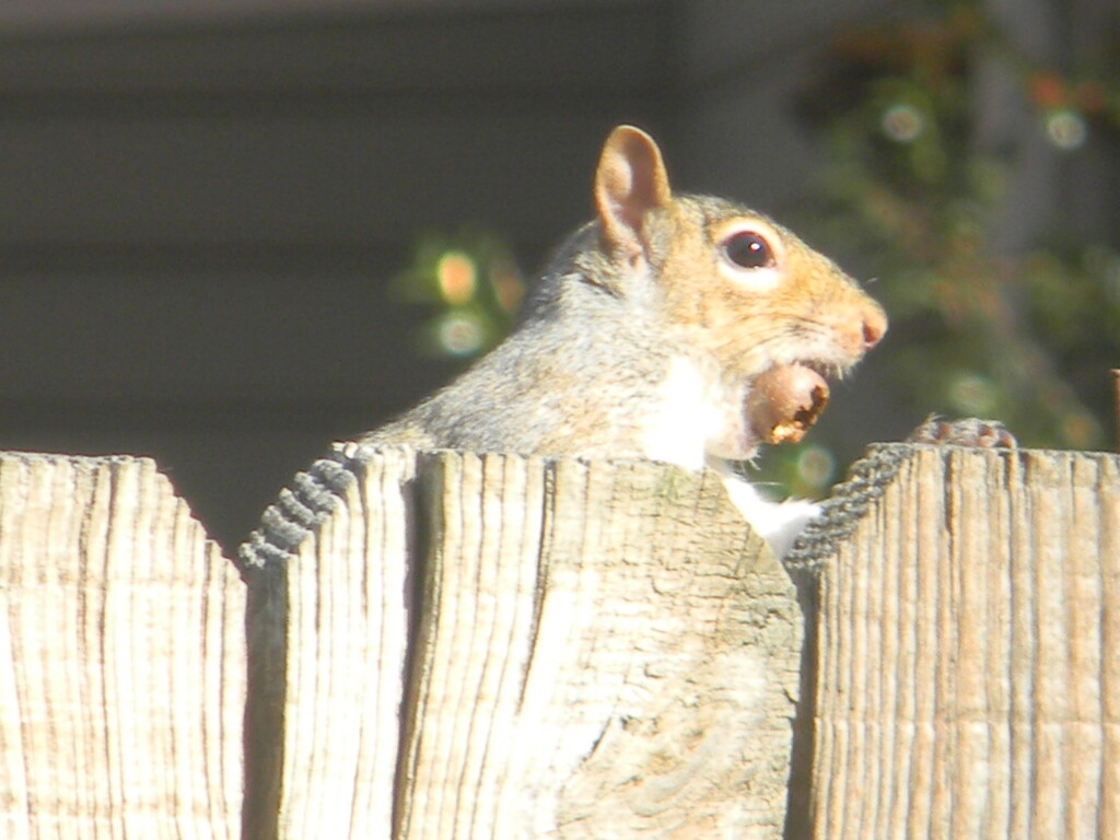 Squirrel With Acorn on Fence  by sfeldphotos