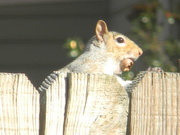 13th Nov 2023 - Squirrel With Acorn on Fence 