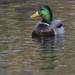 mallard  by rminer