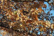 13th Nov 2023 - Fall leaves