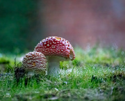 13th Nov 2023 - Amanita Muscaria Toxic Mushrooms