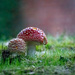 Amanita Muscaria Toxic Mushrooms by theredcamera