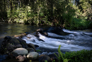 10th Nov 2023 - Mangorei River