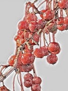 13th Nov 2023 - mosaic berries