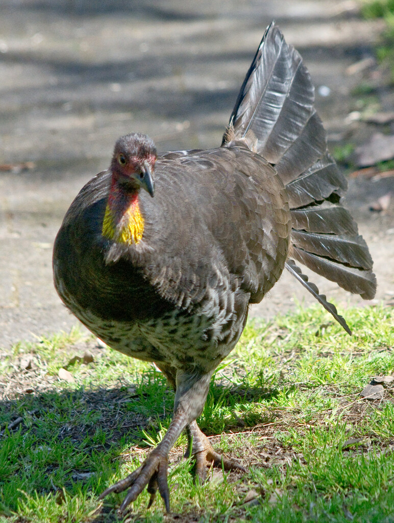 Bird 27 - Australian Brush Turkey by annied