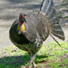 Bird 27 - Australian Brush Turkey