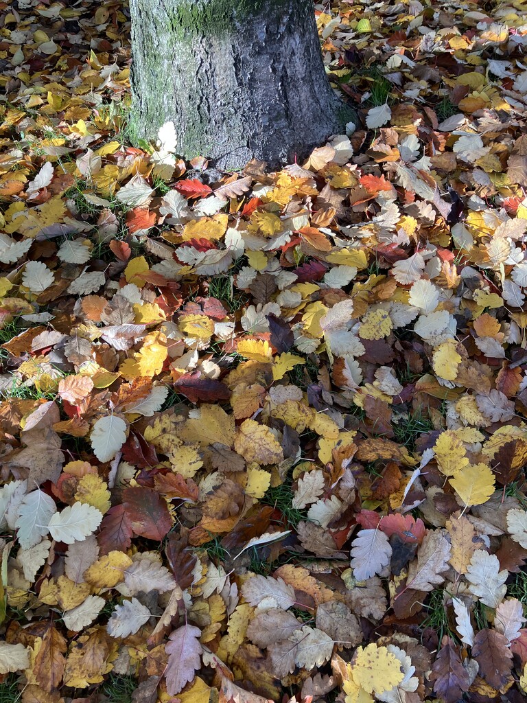 Carpet of Leaves by foxes37