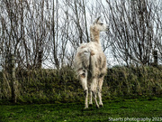 14th Nov 2023 - Llama