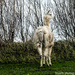 Llama by stuart46