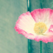 Poppy by brigette
