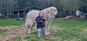 10th Nov 2023 - Great Pyrenees with Little One
