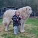 Great Pyrenees with Little One by peekysweets