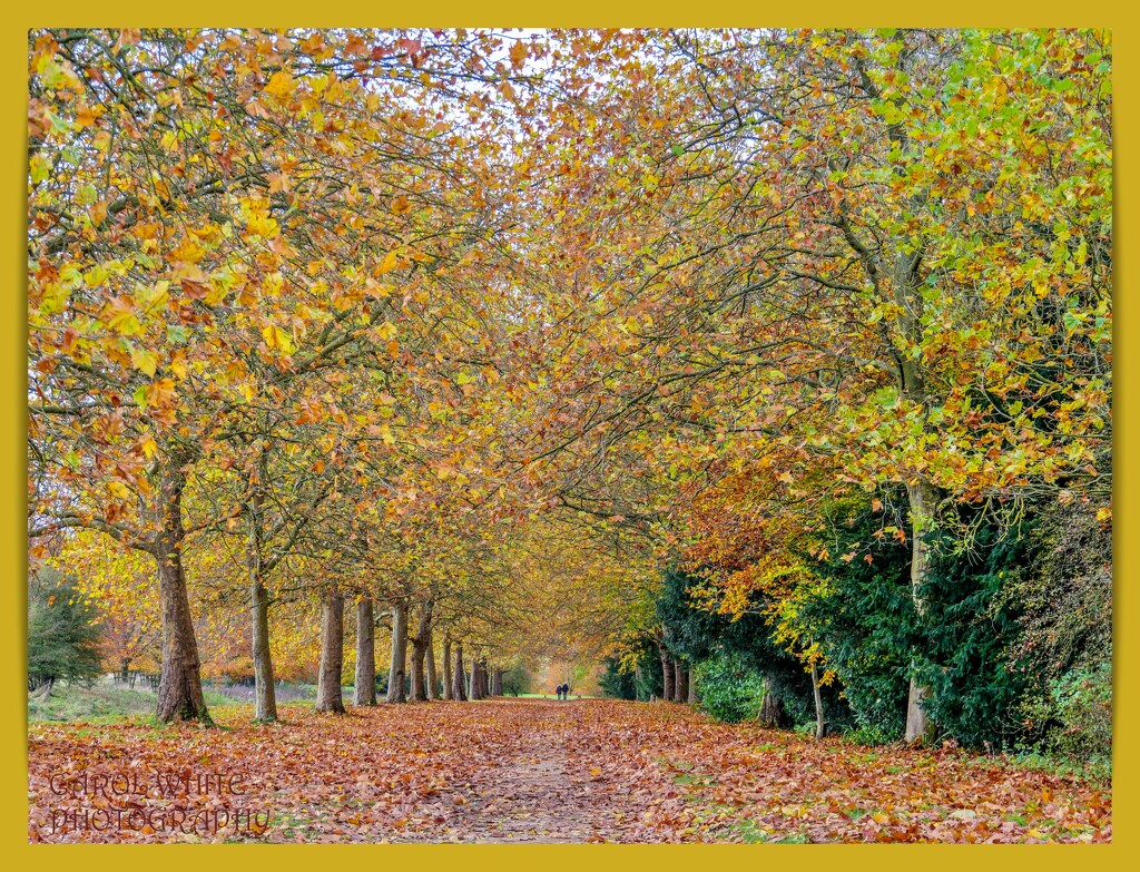 Autumn Pathway,Stowe Gardens by carolmw