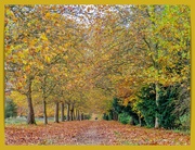 14th Nov 2023 - Autumn Pathway,Stowe Gardens