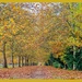 Autumn Pathway,Stowe Gardens by carolmw