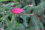 11th Nov 2023 - Fall leaf and evergreen