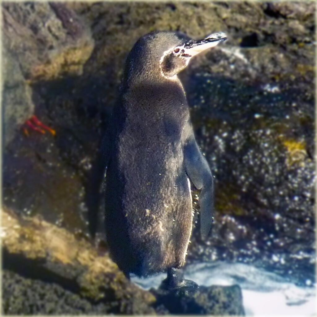 Galapagos Penguin by 365projectorgchristine