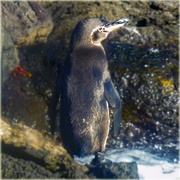 14th Nov 2023 - Galapagos Penguin