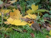 14th Nov 2023 - Robin Amongst the Leaves