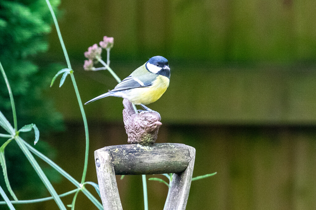 Great Tit, waiting his turn. by carole_sandford