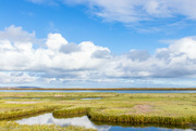 10th Nov 2023 - The salt marsh / wetlands
